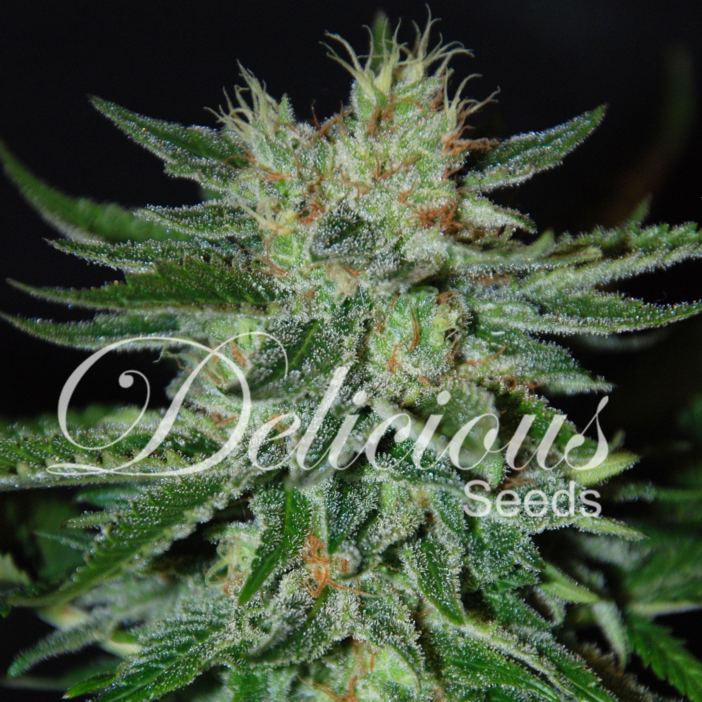Black Sugar Feminized