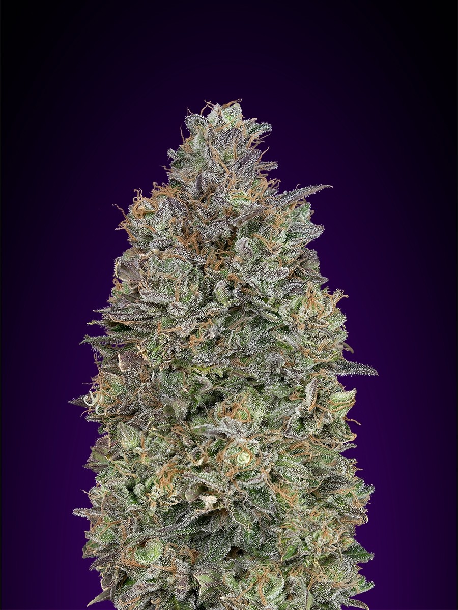Critical Purple Kush Feminized
