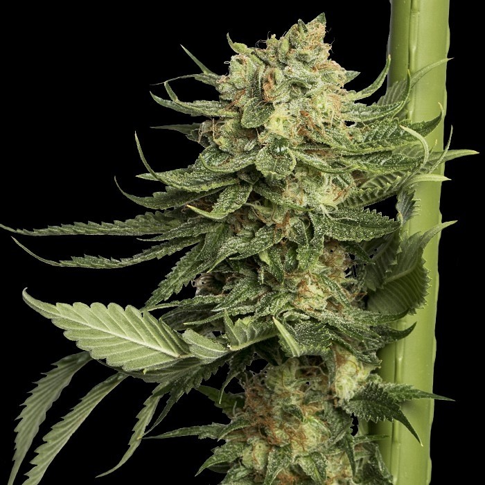 24k Gold Feminized