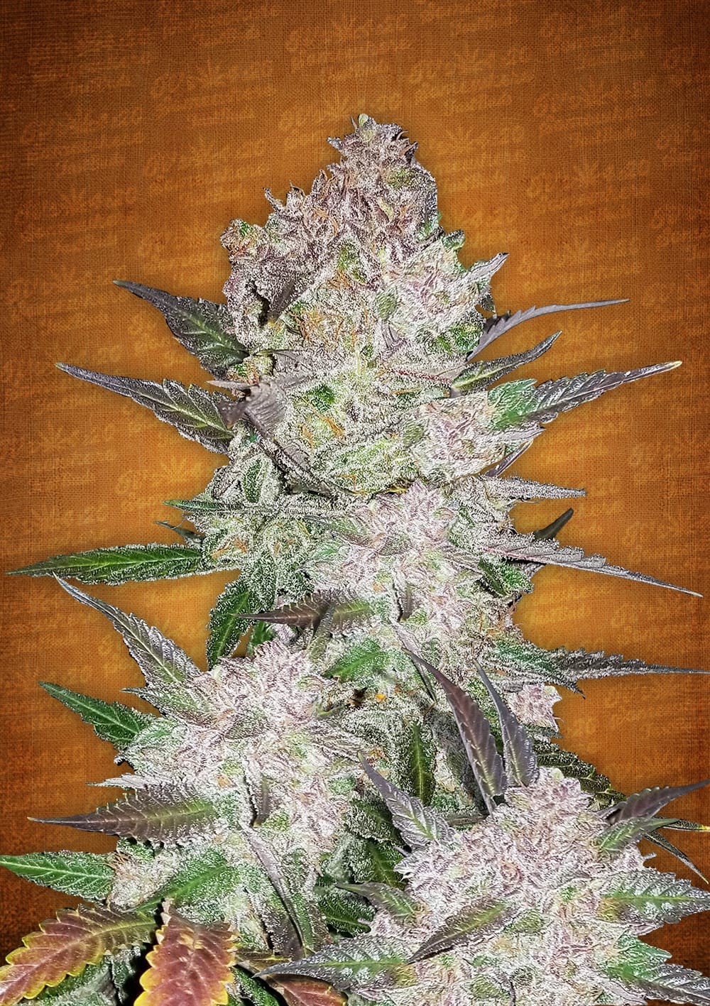 Cream Autoflower