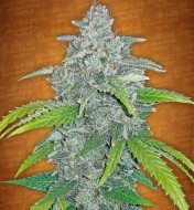 Blue Dream Feminized