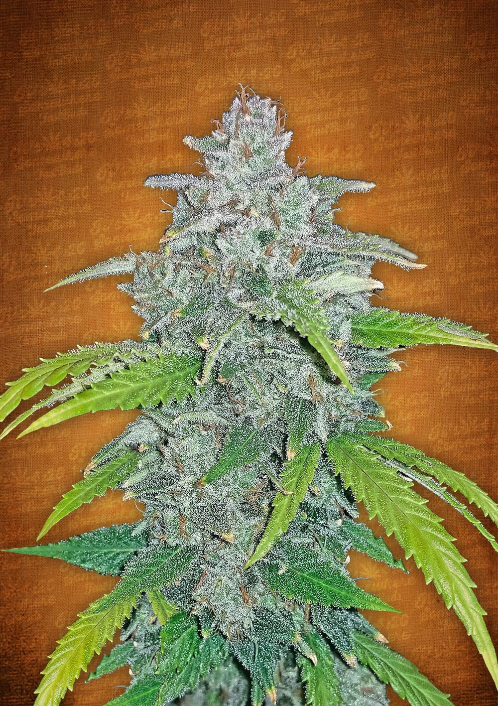 Blue Dream Feminized