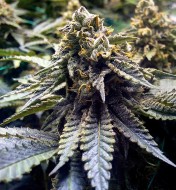 Chocolate Mint OG Feminized