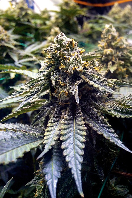 Chocolate Mint OG Feminized