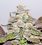 Purple Kush F1 Feminized