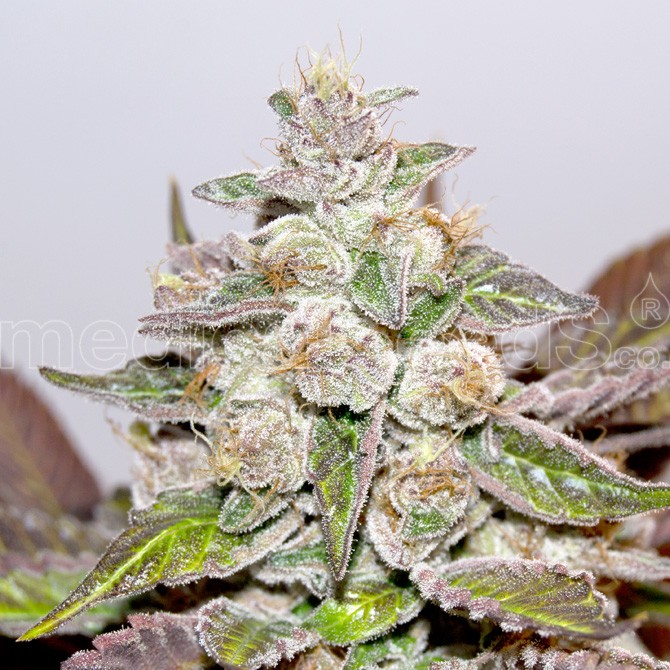 Purple Kush F1 Feminized