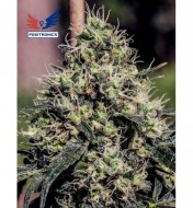 Lemon Diesel Feminized