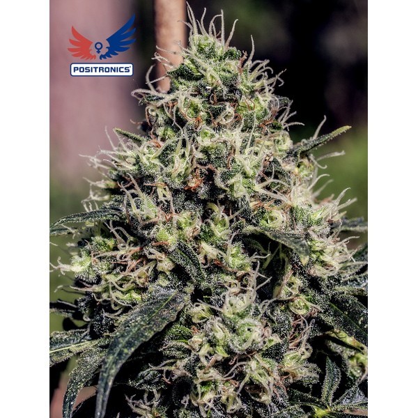 Lemon Diesel Feminized