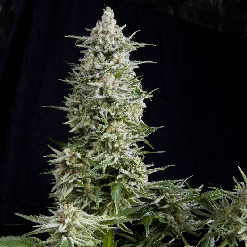Gold Leaf Feminized