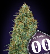 Blueberry Fast Version