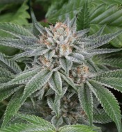 Gorilla Glue 4 Feminized