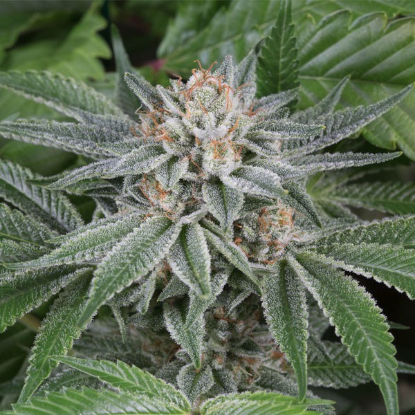 Gorilla Glue 4 Feminized