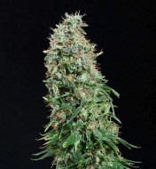 White Russian Feminized