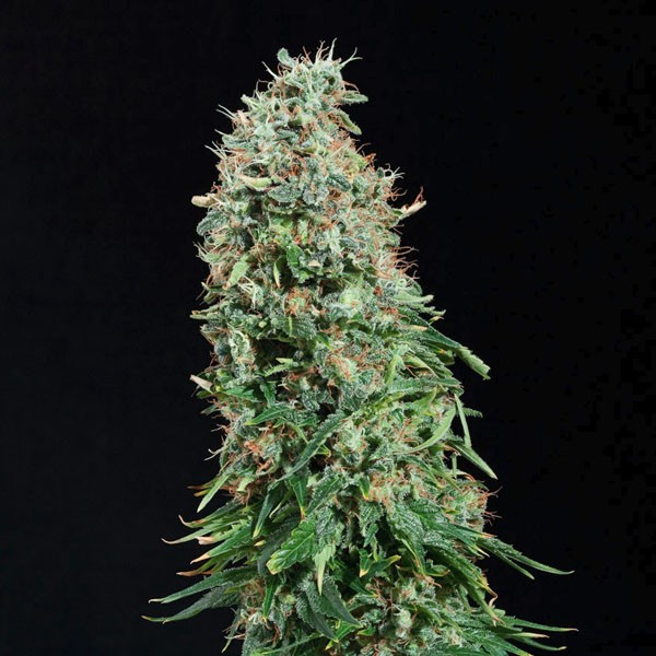 White Russian Feminized