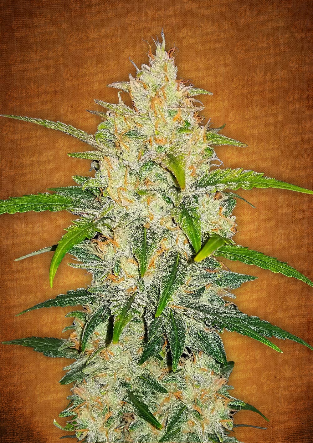 Zkitllez Autoflower