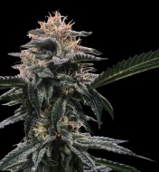 Banana Sherbet Feminized