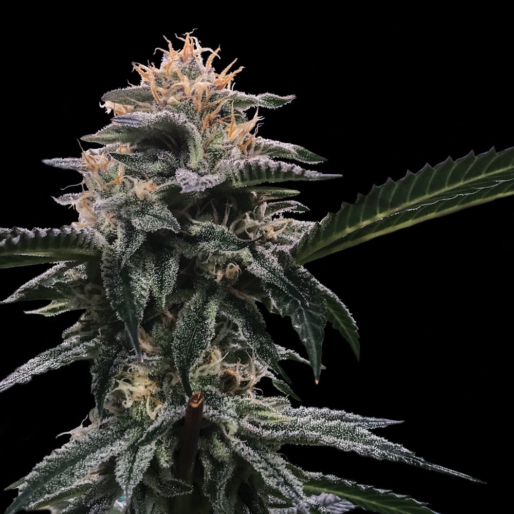 Banana Sherbet Feminized