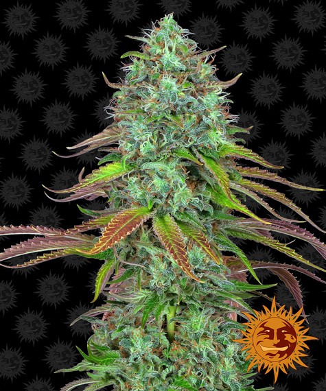 LSD Autoflower