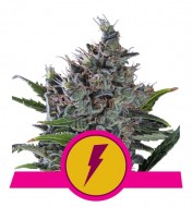 Alaskan Thunderfuck Feminized
