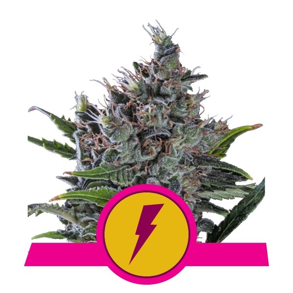 Alaskan Thunderfuck Feminized