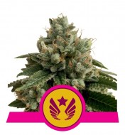Legend OG Feminized
