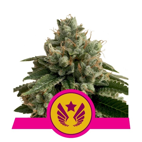 Legend OG Feminized