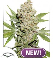 Lemon Zkittlez Autoflower