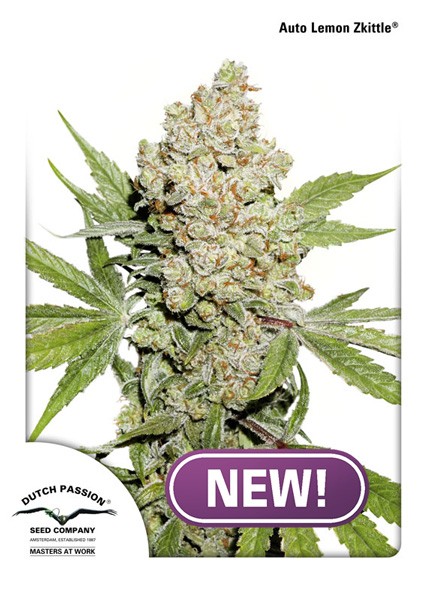 Lemon Zkittlez Autoflower