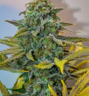 Cinderella 99 Feminized