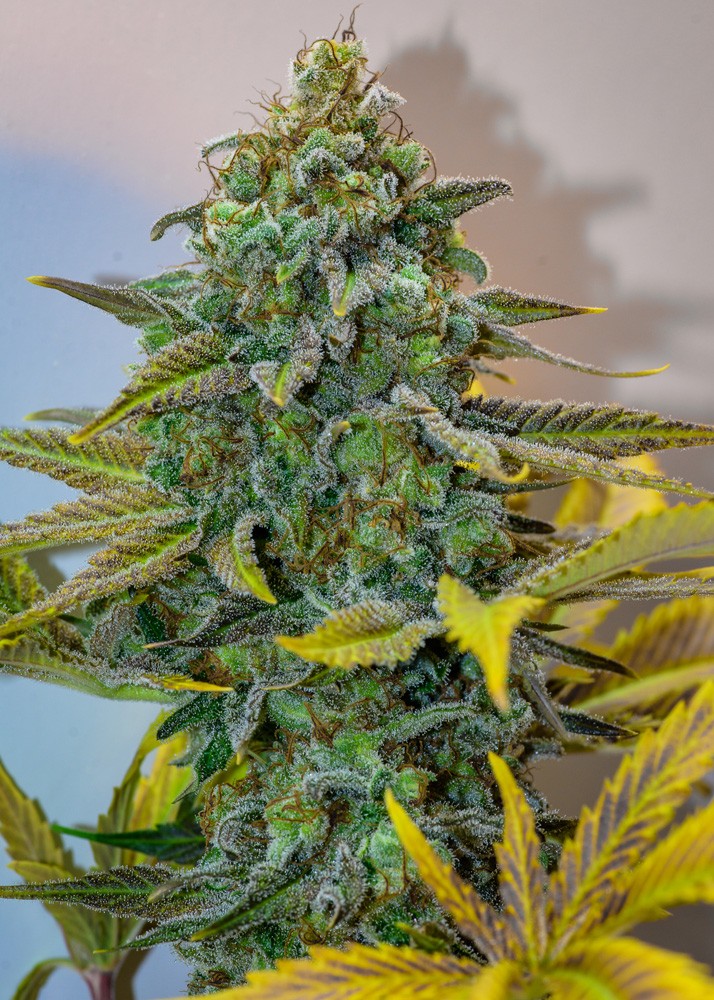 Cinderella 99 Feminized