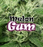 Melon Gum Feminized