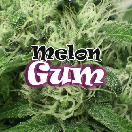 Melon Gum Feminized