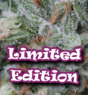 Star Killer Feminized