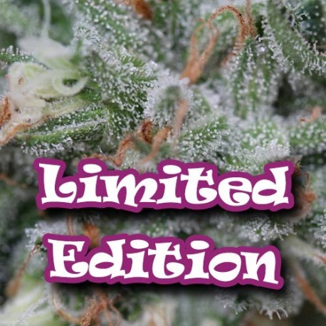 Star Killer Feminized