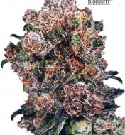 Blueberry Feminized