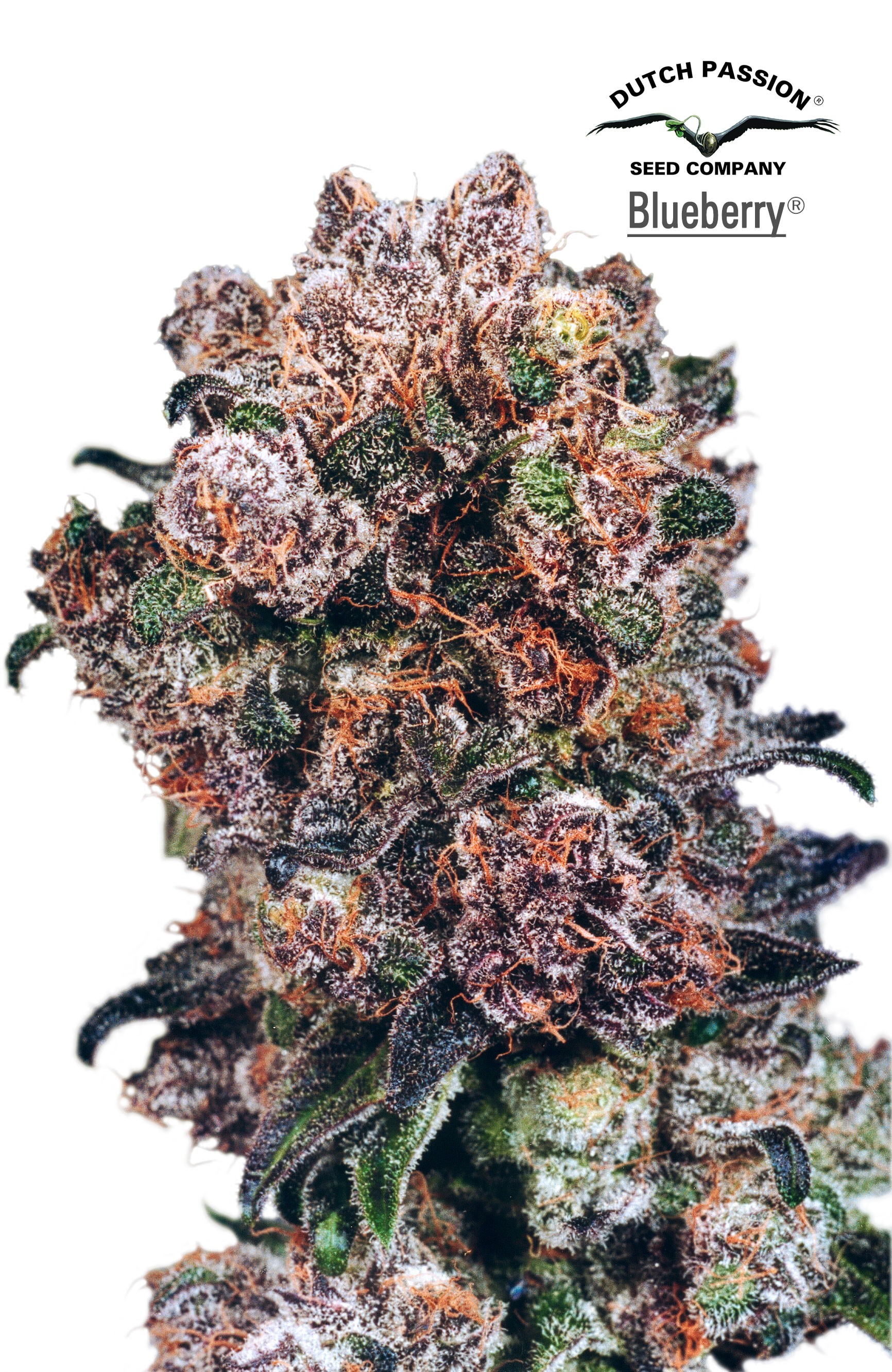 Blueberry Feminized
