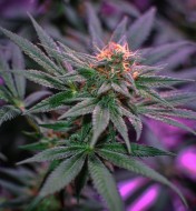 Blue Monkey Feminized