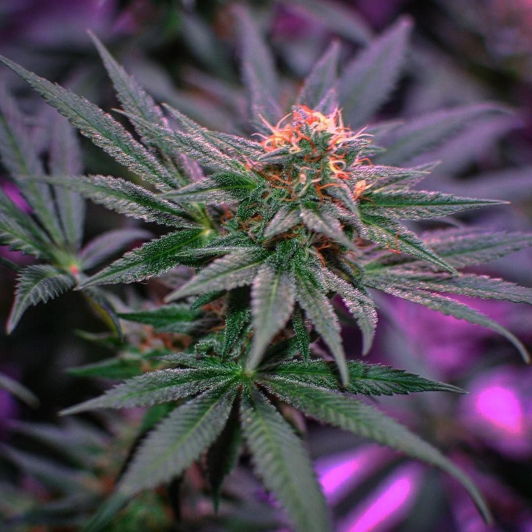 Blue Monkey Feminized