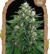 Chocolate Thai Feminized