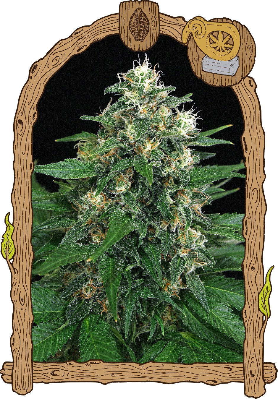 Chocolate Thai Feminized
