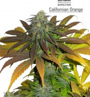 California Orange Regular