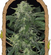 Jungle Breath Feminized