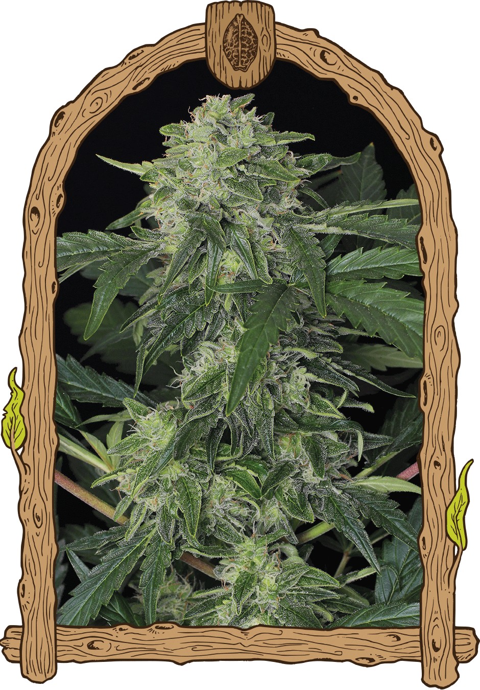 Jungle Breath Feminized