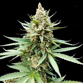 Blue Og Feminized