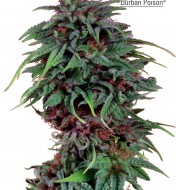 Durban Poison Feminized