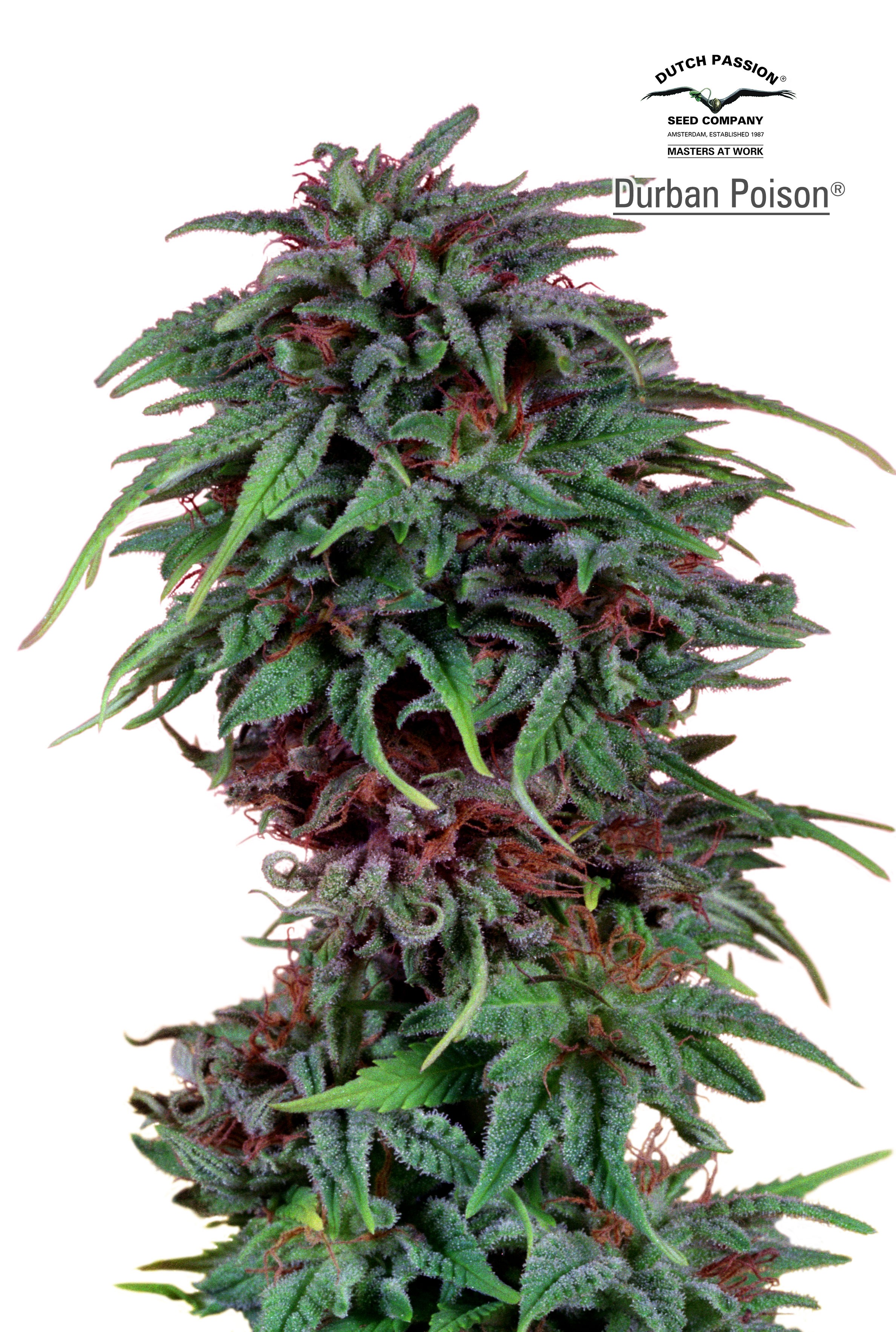 Durban Poison Feminized
