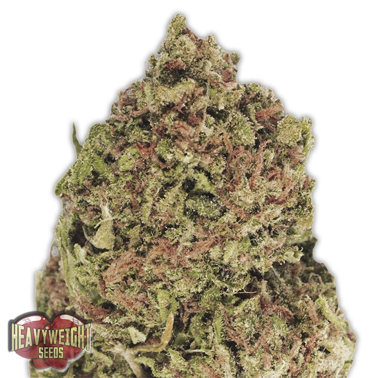 Dream Queen Feminized
