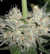 Black Widow Autoflower