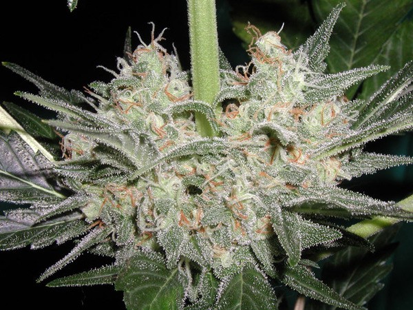 Black Widow Autoflower