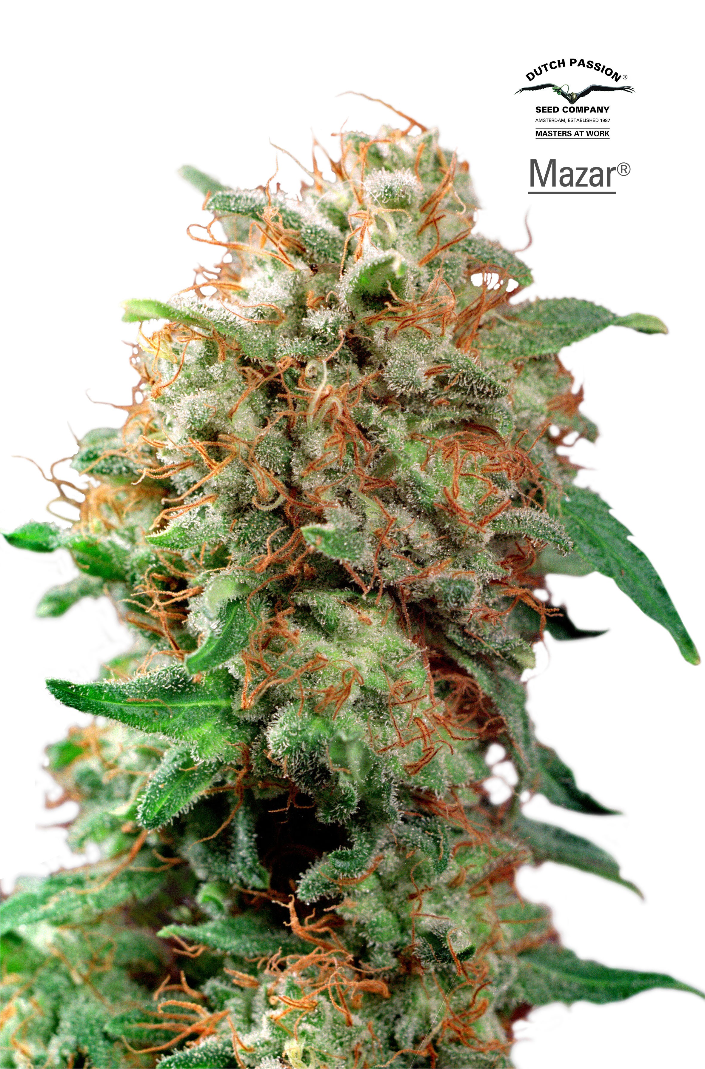 Mazar Feminized